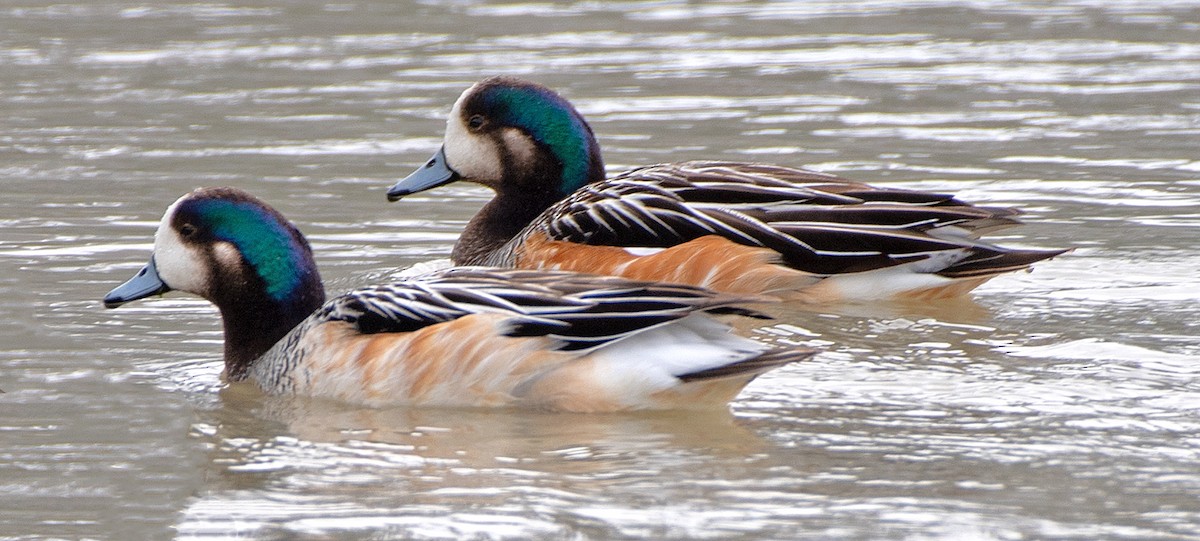 Chiloe Wigeon - ML645999718