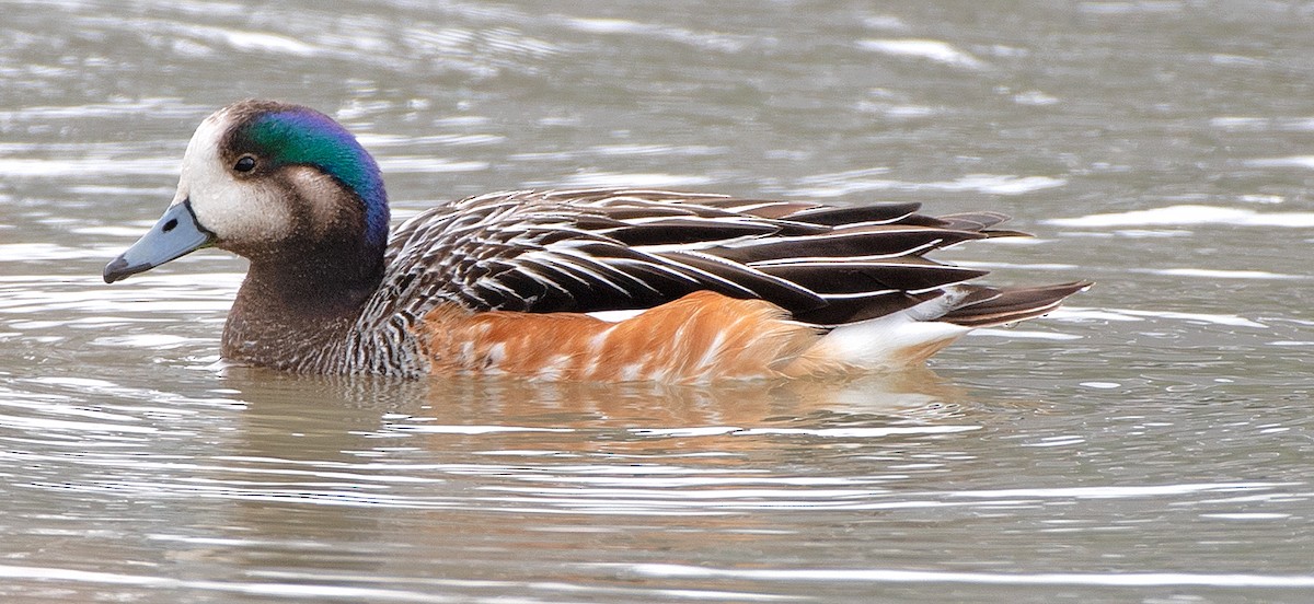 Chiloe Wigeon - ML645999719