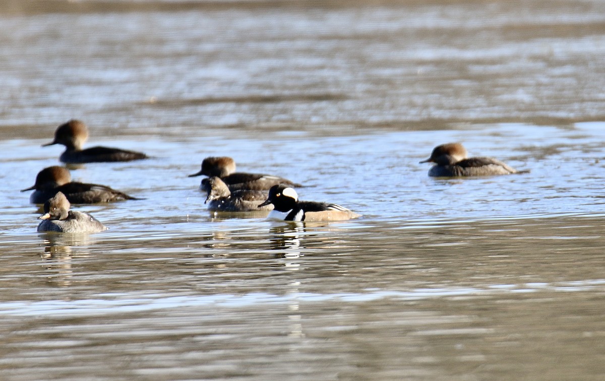 Hooded Merganser - ML645999722