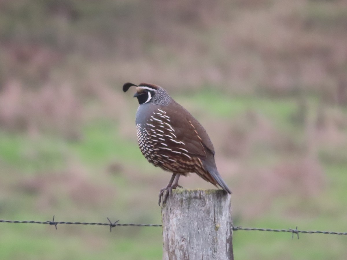 Colino della California - ML645999723