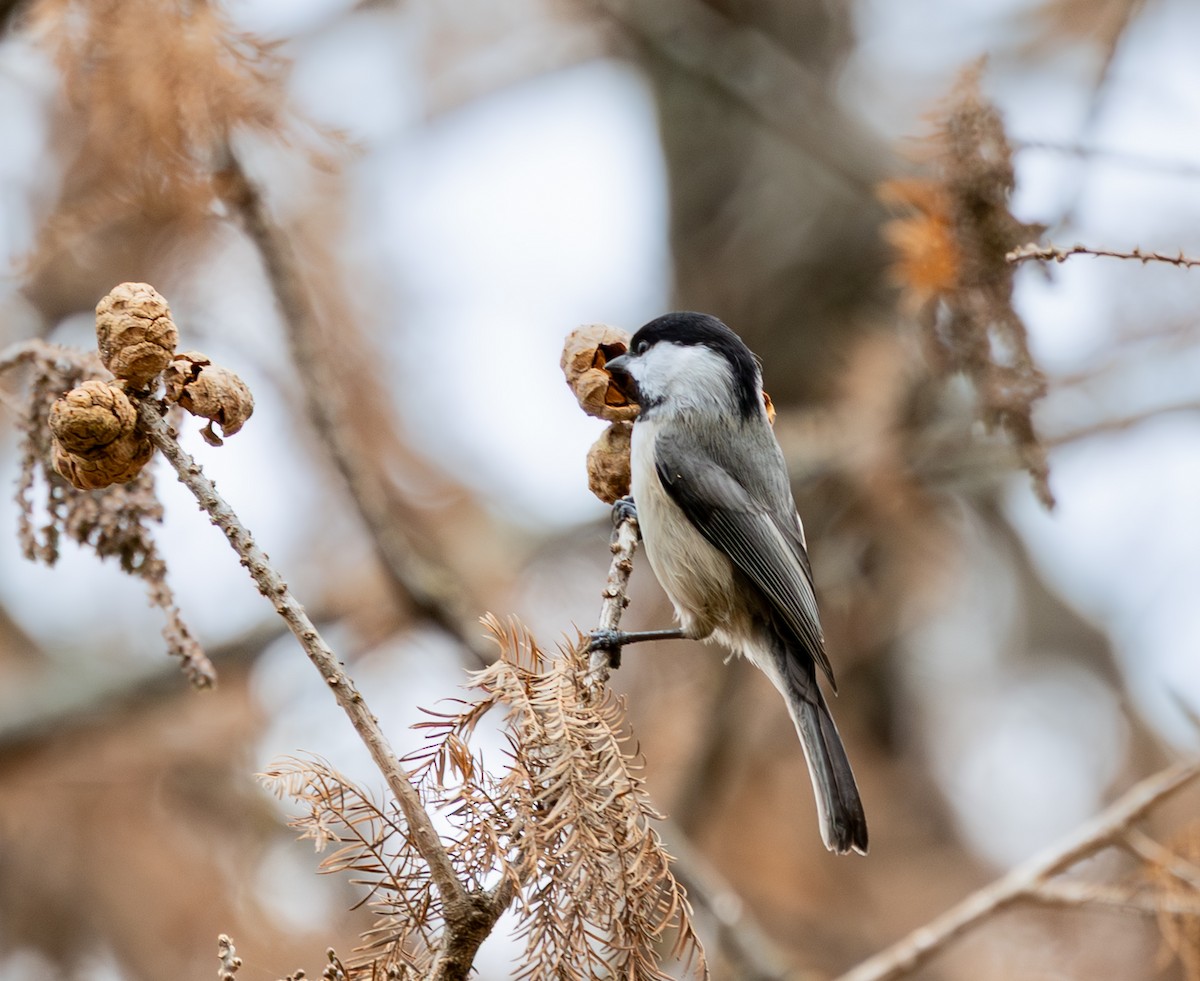 Каролинская гаичка - ML645999726