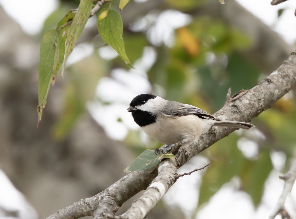 Каролинская гаичка - ML645999727