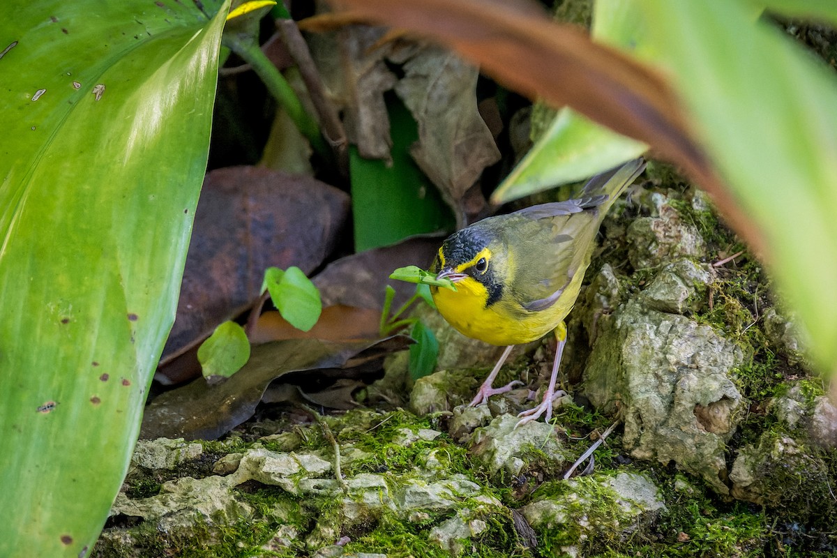 Kentucky Warbler - ML645999728