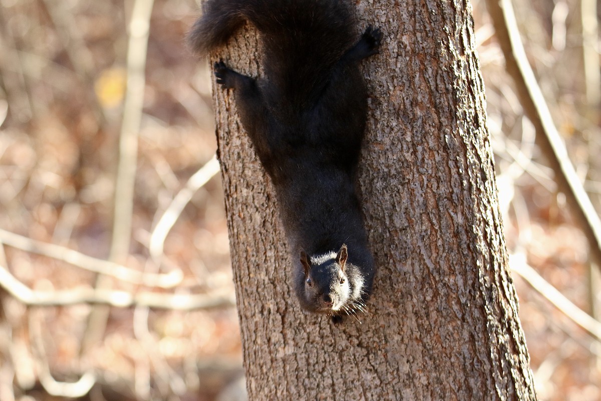 Animals - ML645999734