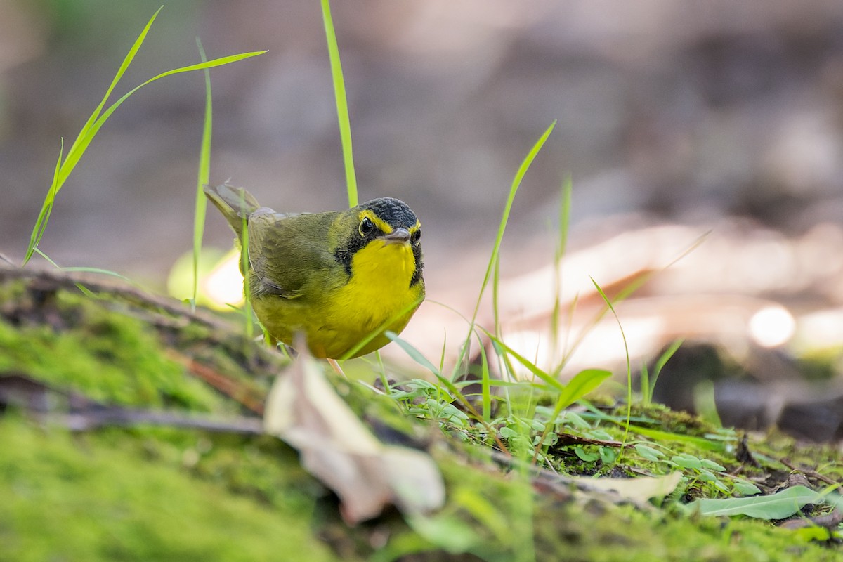 Kentucky Warbler - ML645999735