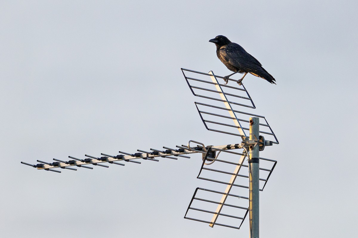 Carrion Crow - ML645999737