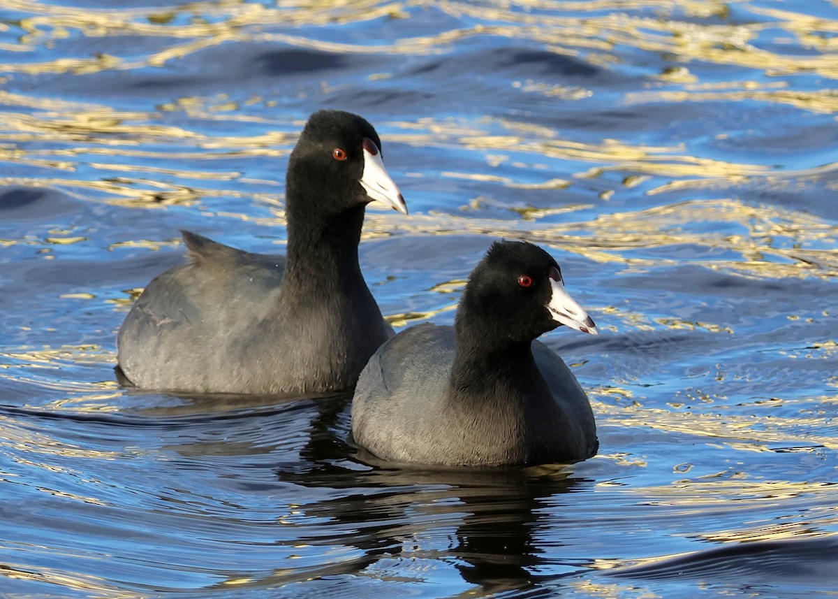 American Coot - ML645999738