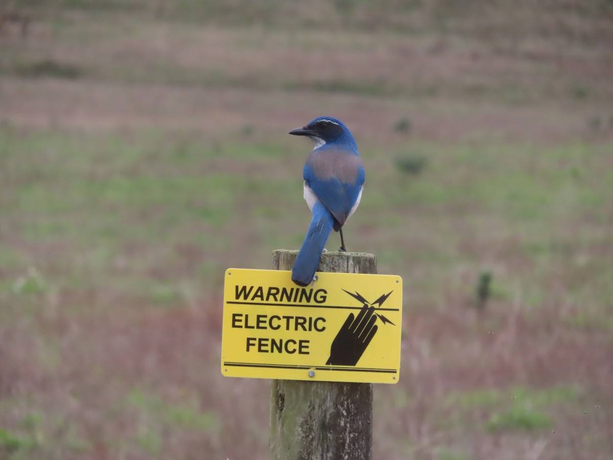 California Scrub-Jay - ML645999739