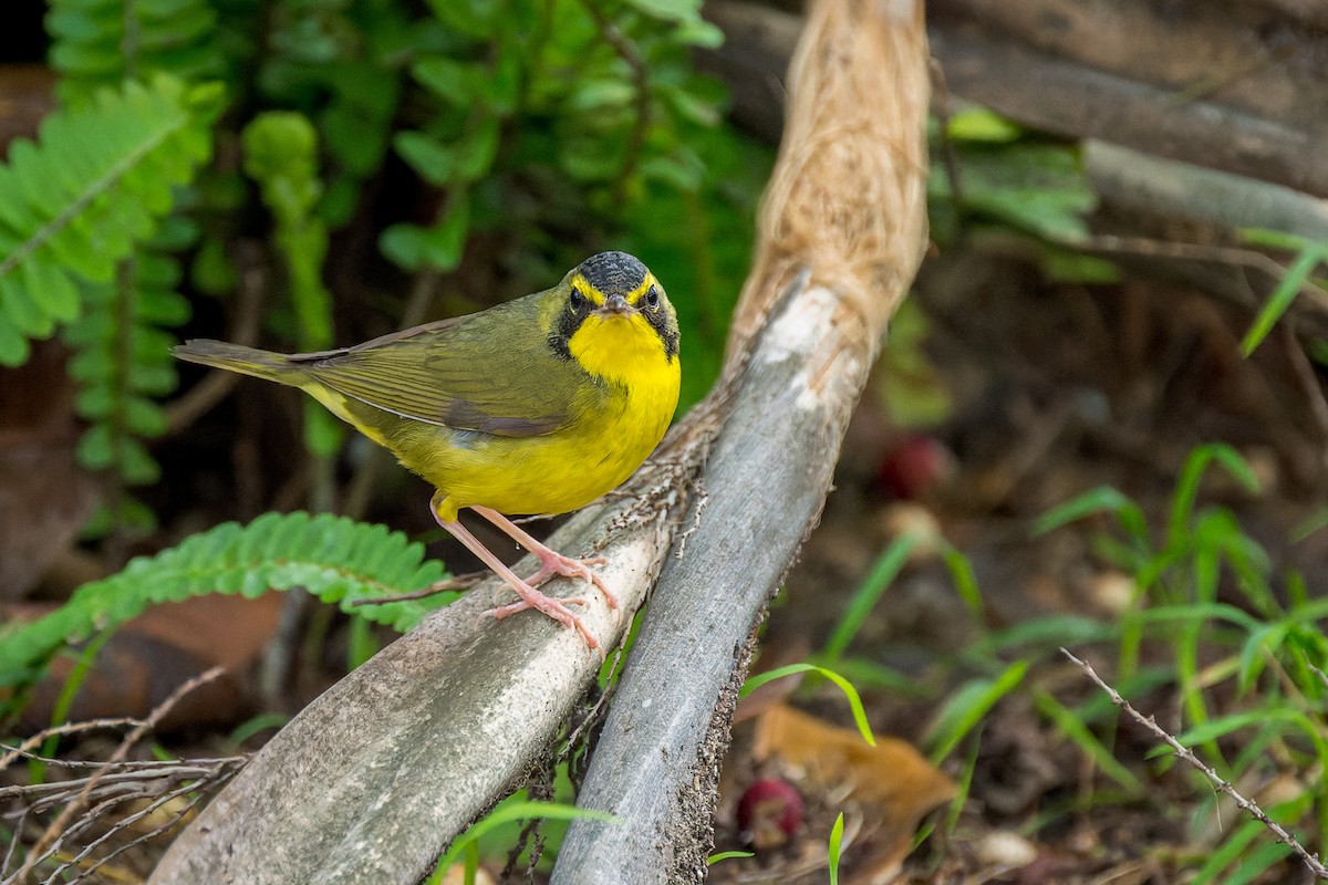 Kentucky Warbler - ML645999741