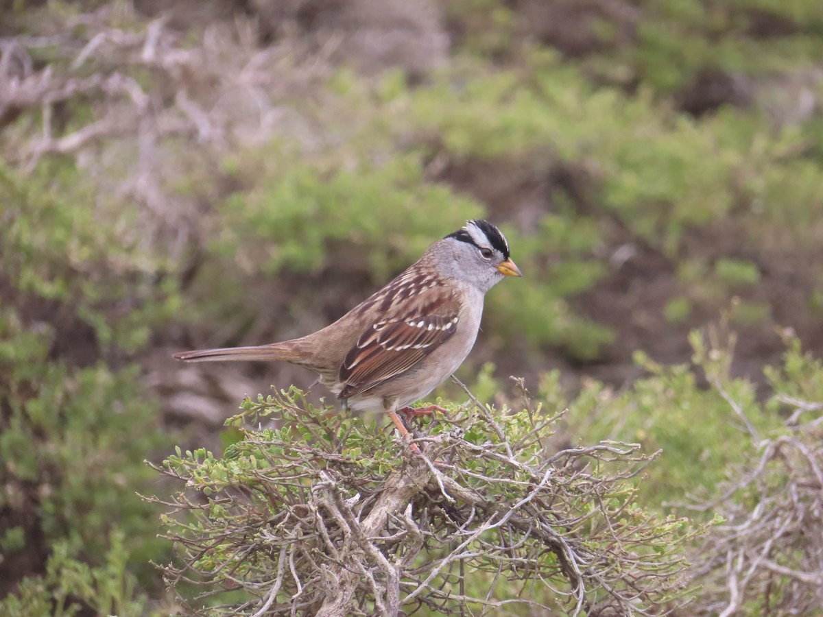 White-crowned Sparrow - ML645999744