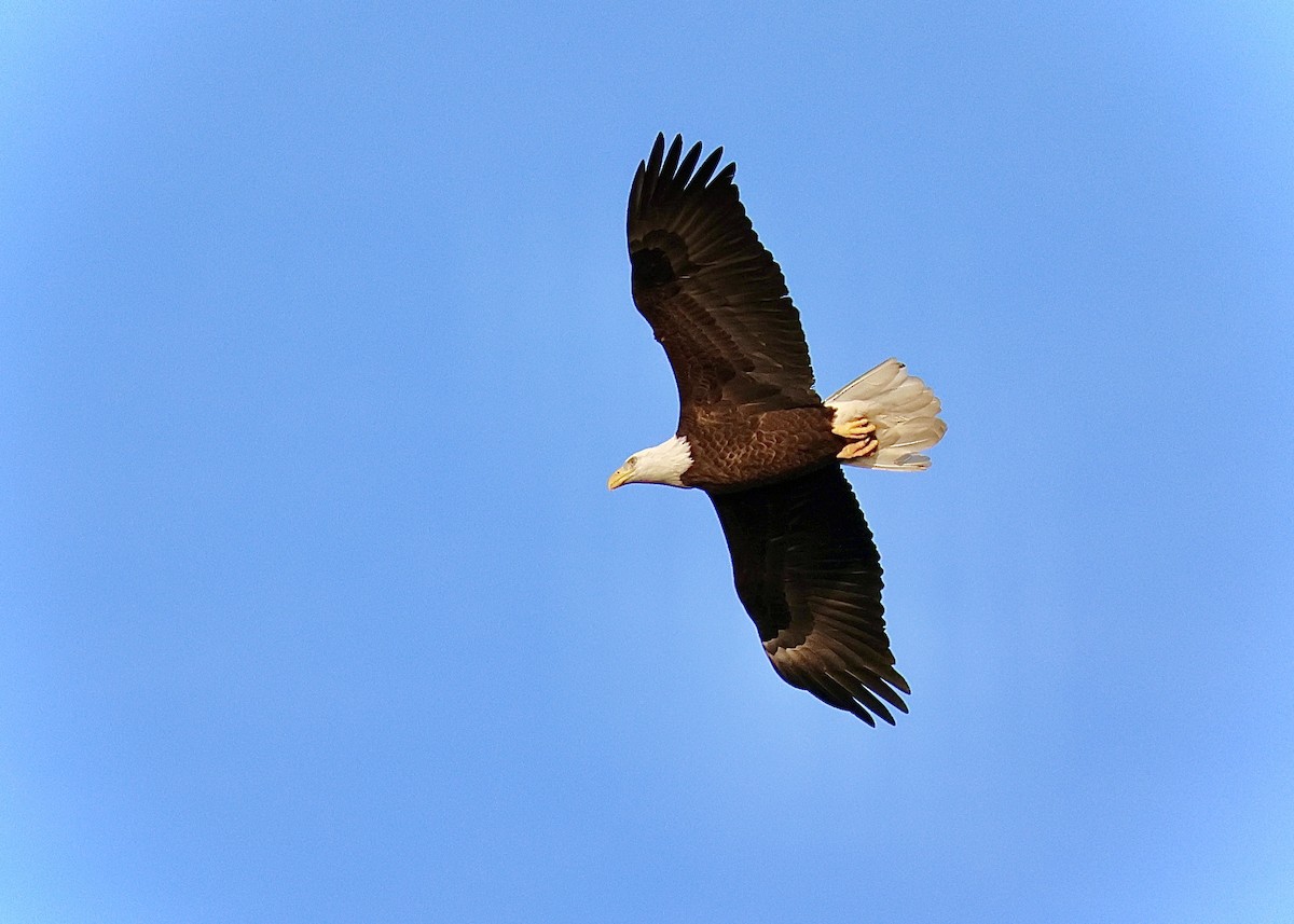 Bald Eagle - ML645999764