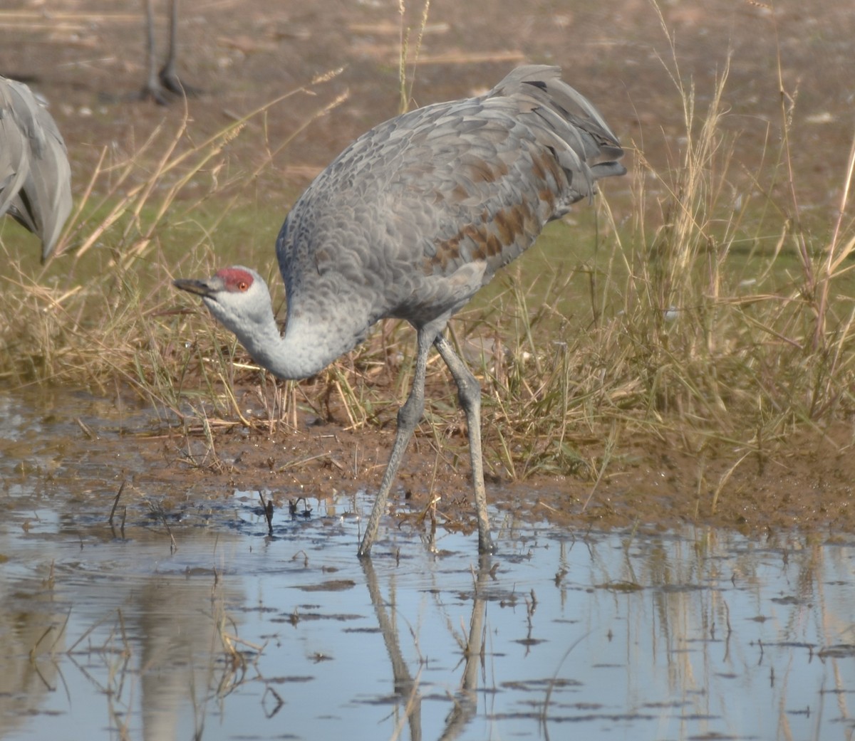 Sandhill Crane - ML645999773