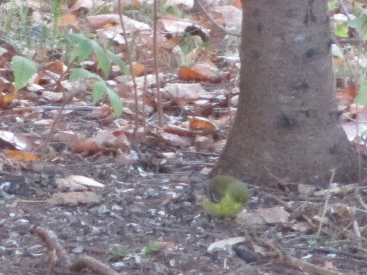 Pine Warbler - ML645999778