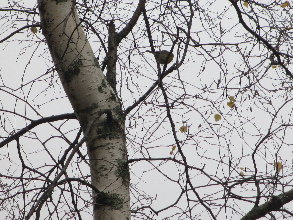 Pine Warbler - ML645999779