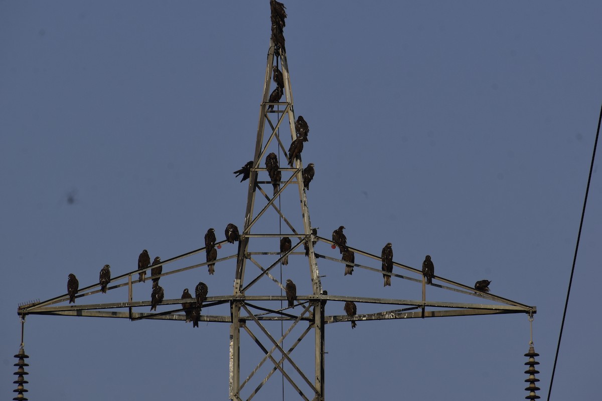 Black Kite - ML645999796