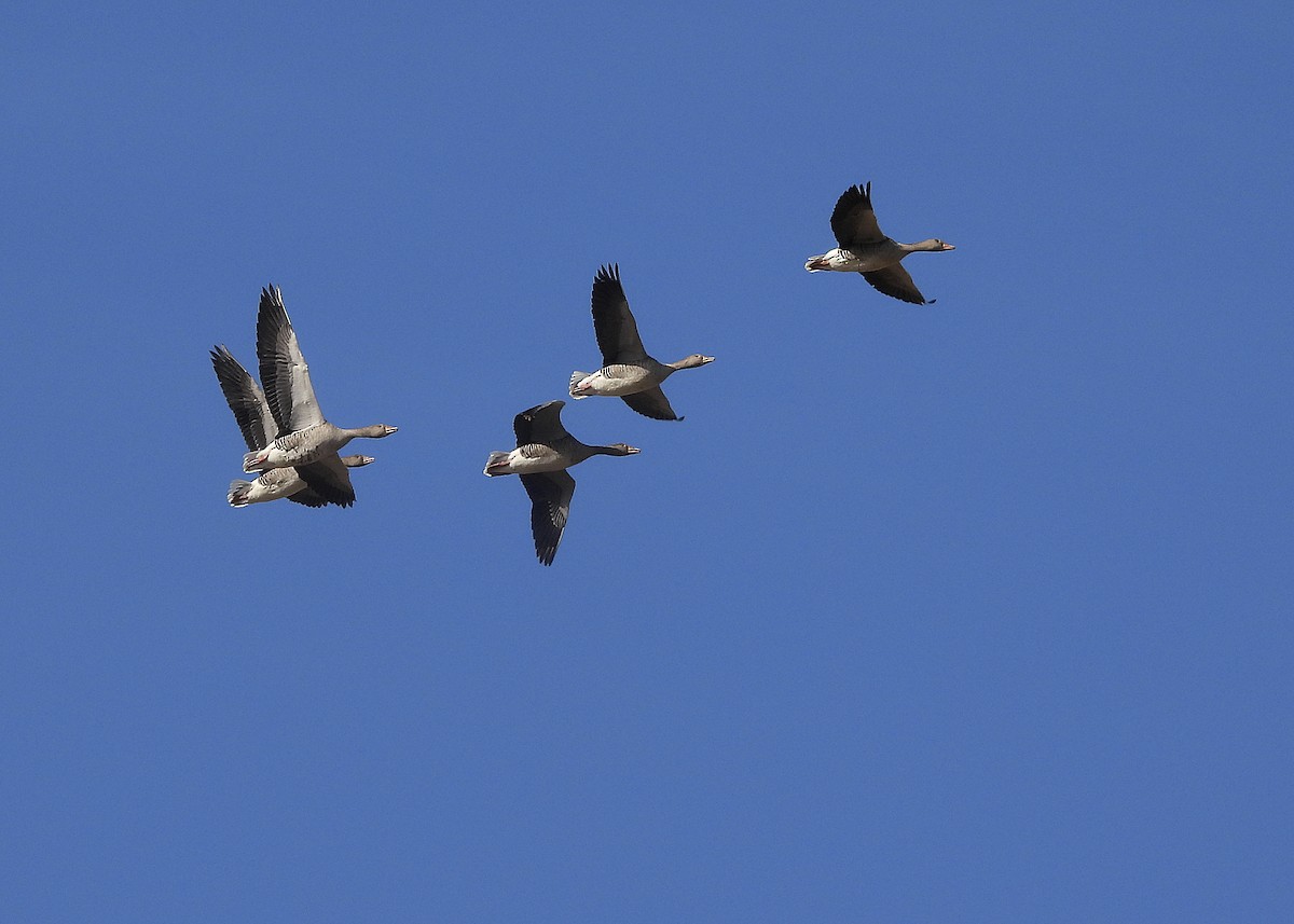 Graylag Goose - ML645999801