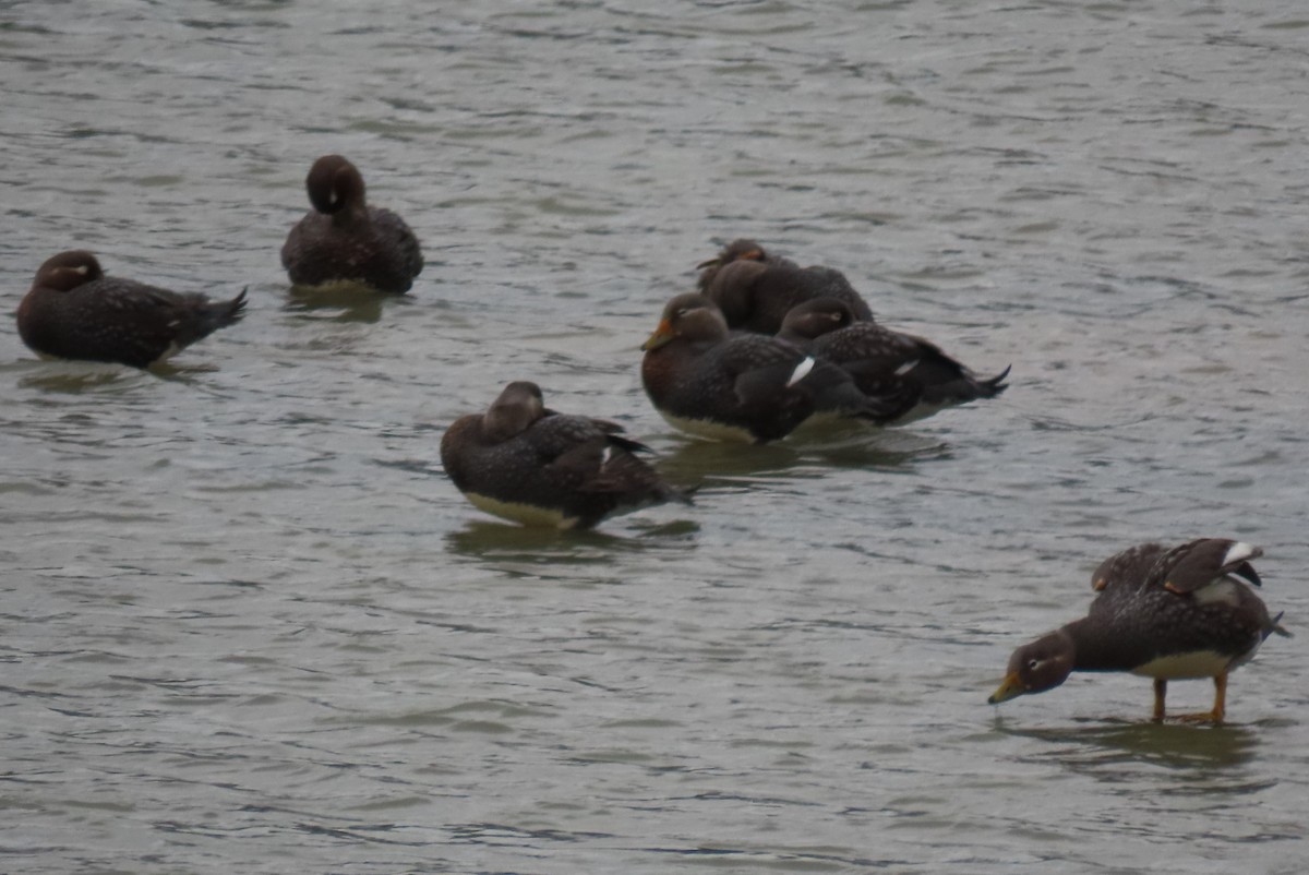 オオフナガモ - ML645999810