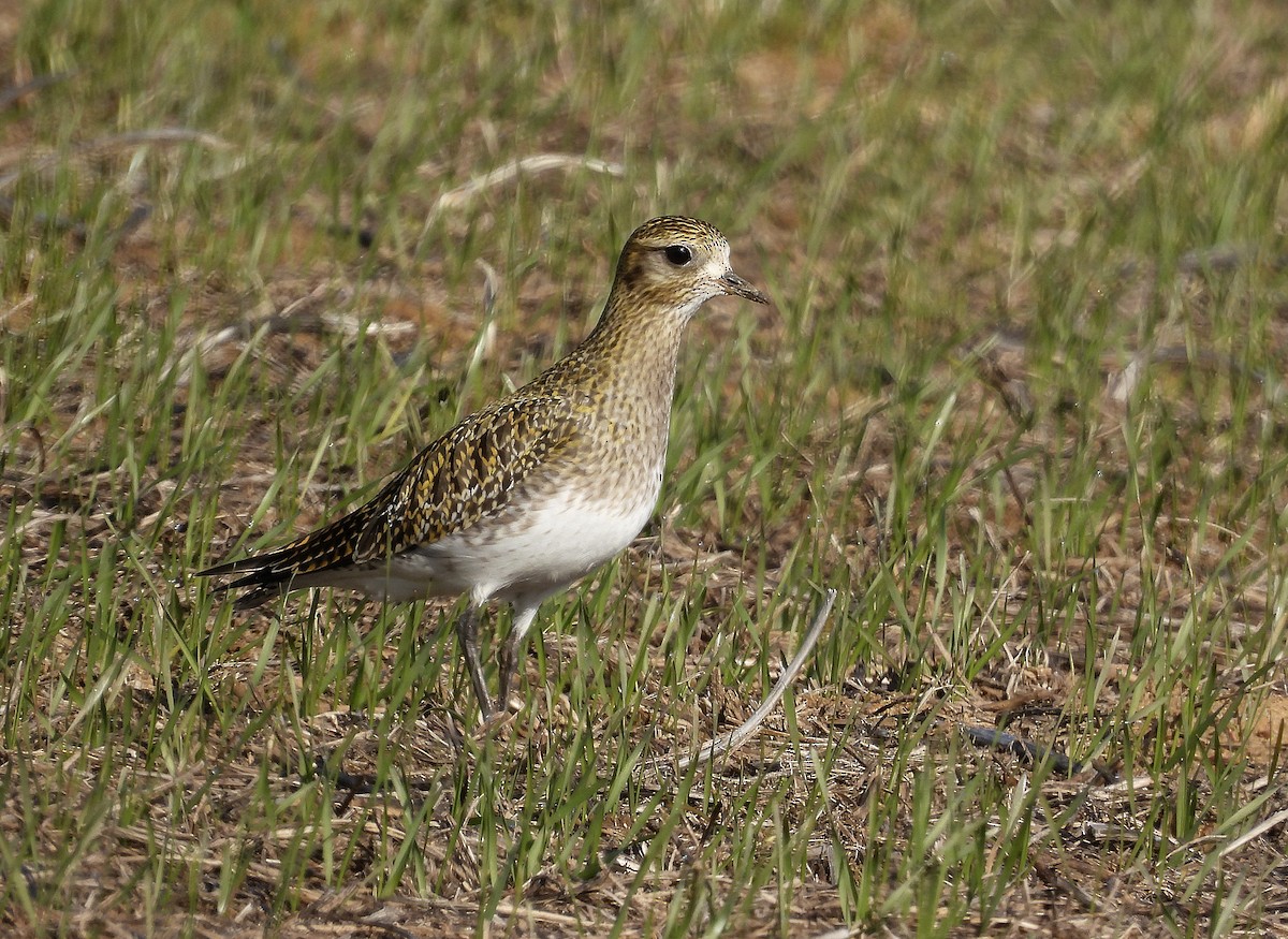 Сивка звичайна - ML645999813