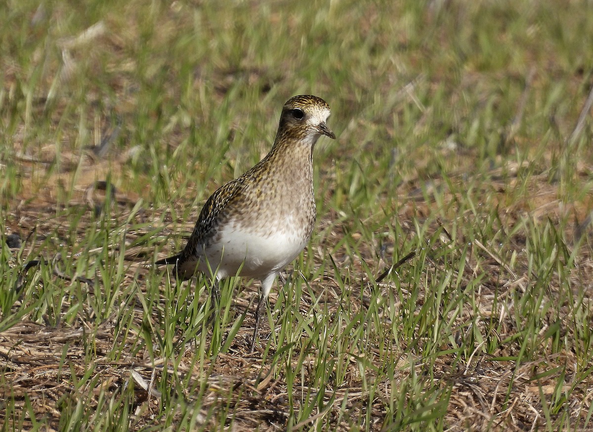 Сивка звичайна - ML645999814