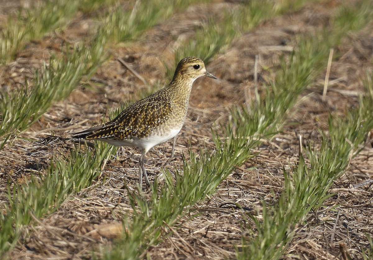Сивка звичайна - ML645999816