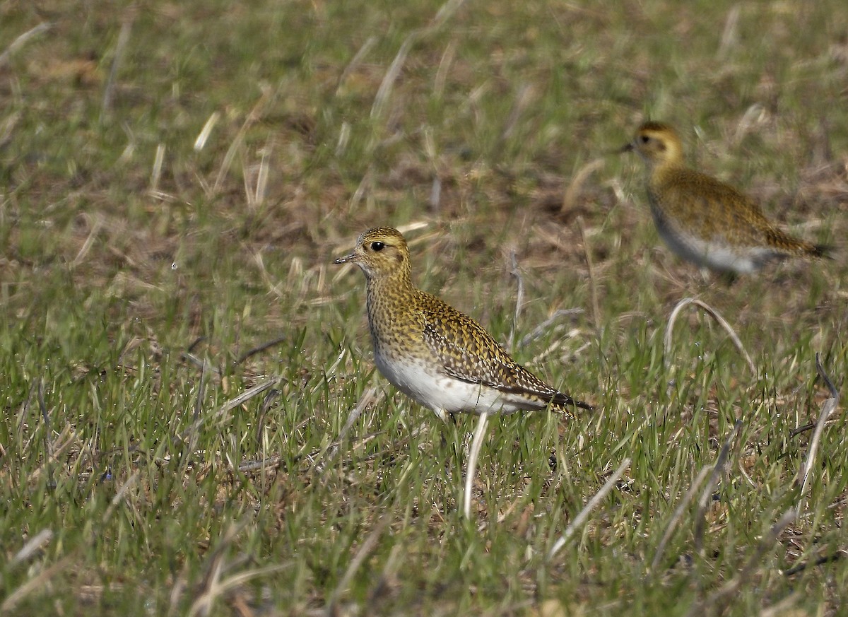 Сивка звичайна - ML645999817
