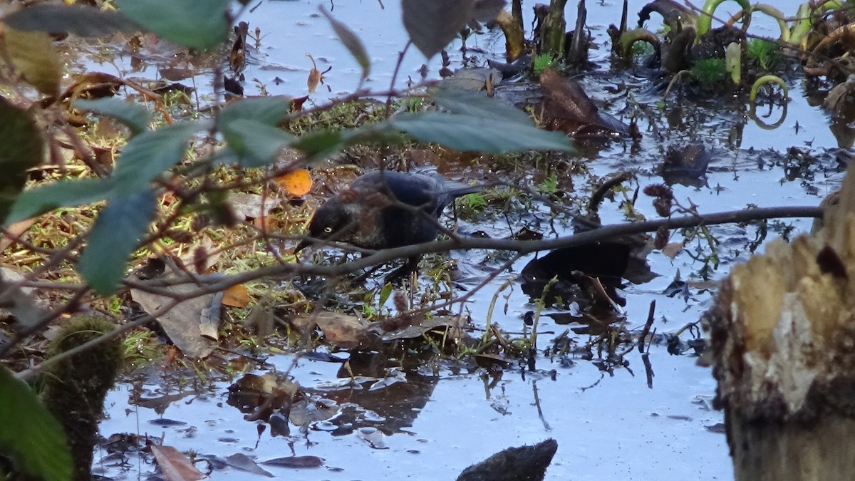 Rusty Blackbird - ML645999829