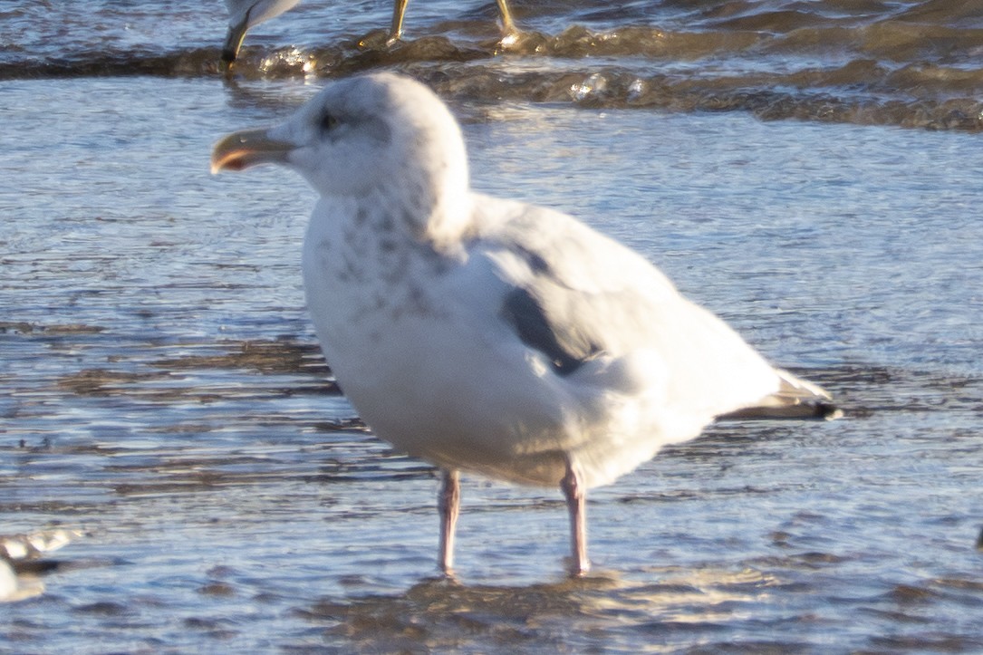 Glaucous Gull - ML645999843