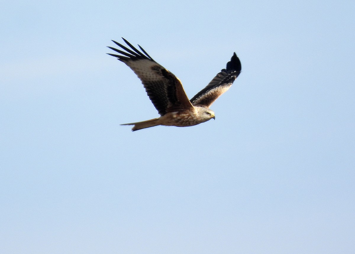 Red Kite - ML645999849