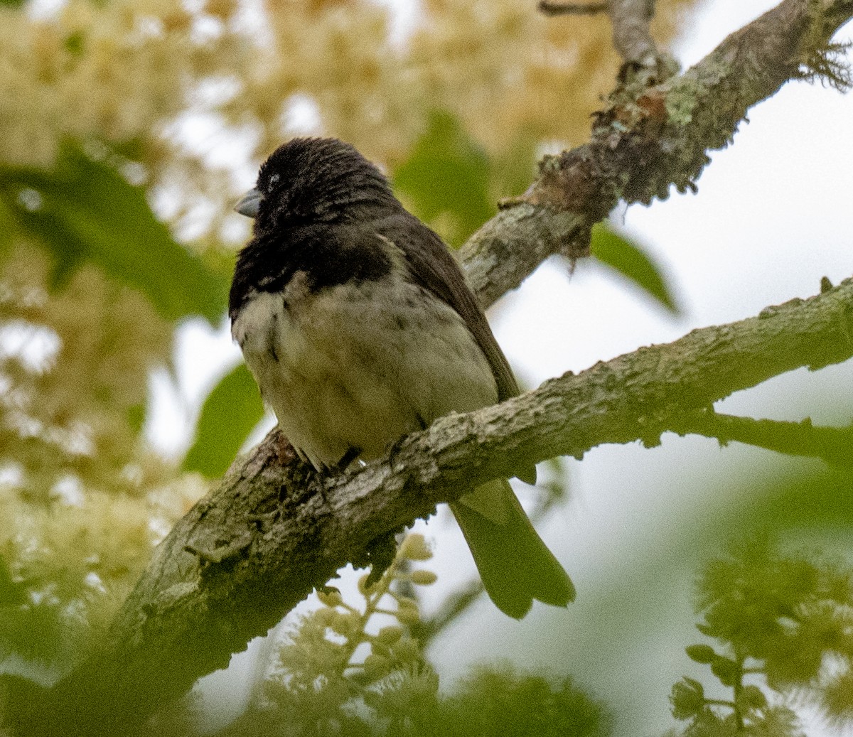 Yellow-bellied Seedeater - ML645999850