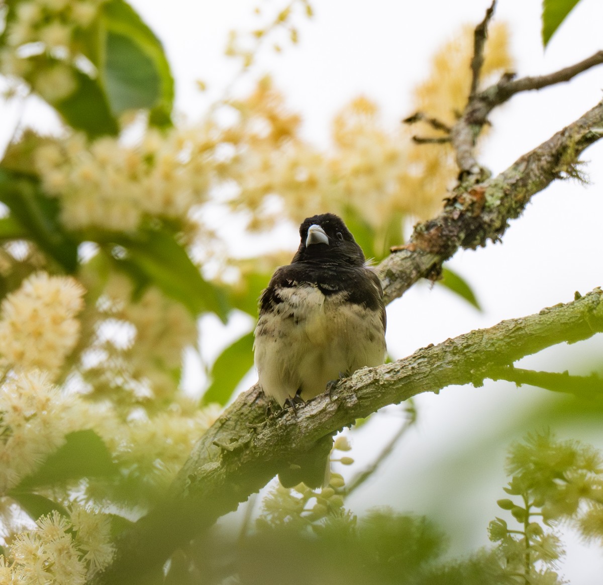 Yellow-bellied Seedeater - ML645999851