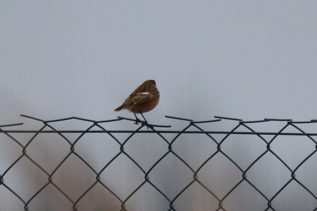 European Stonechat - ML645999853