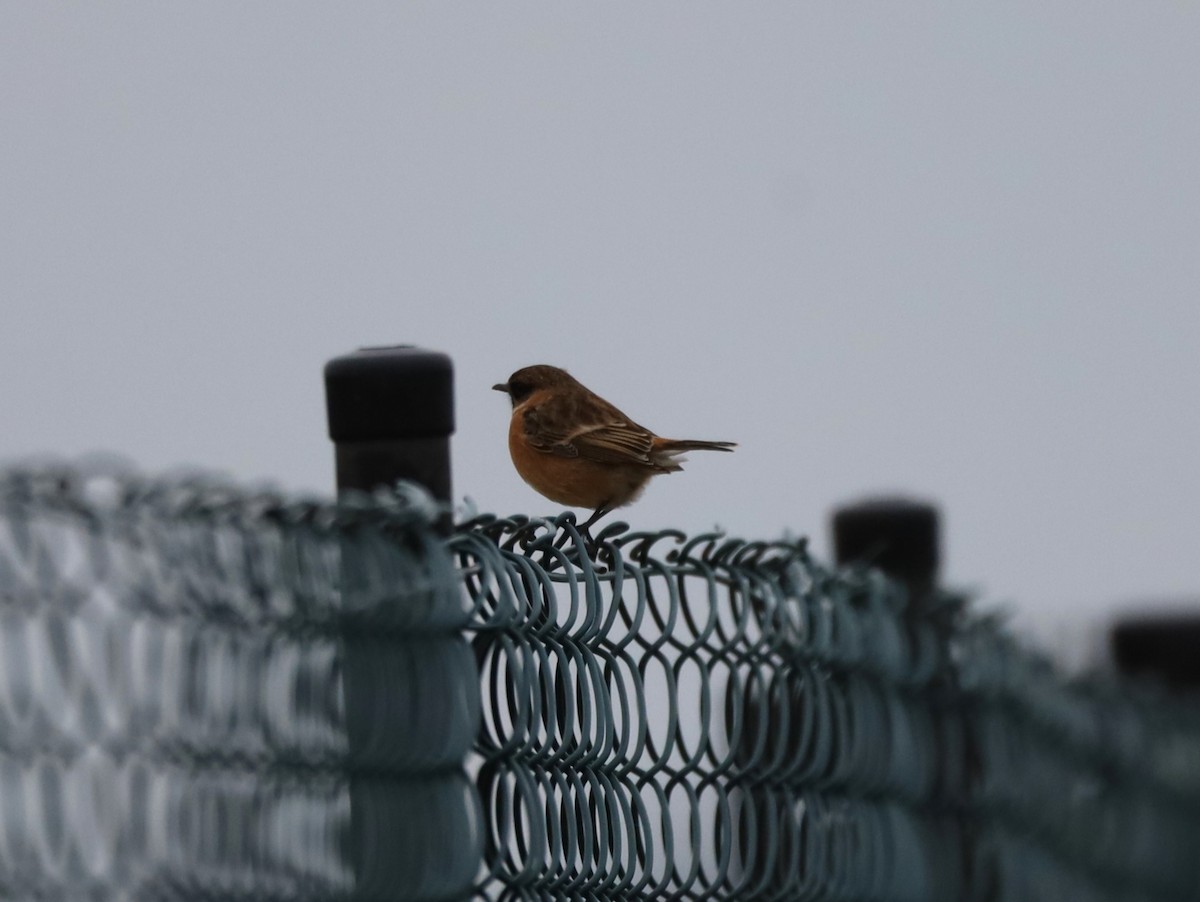 European Stonechat - ML645999854