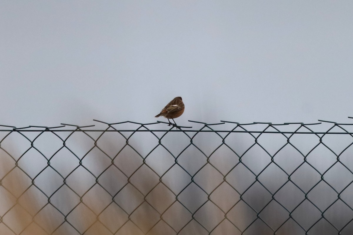 European Stonechat - ML645999855