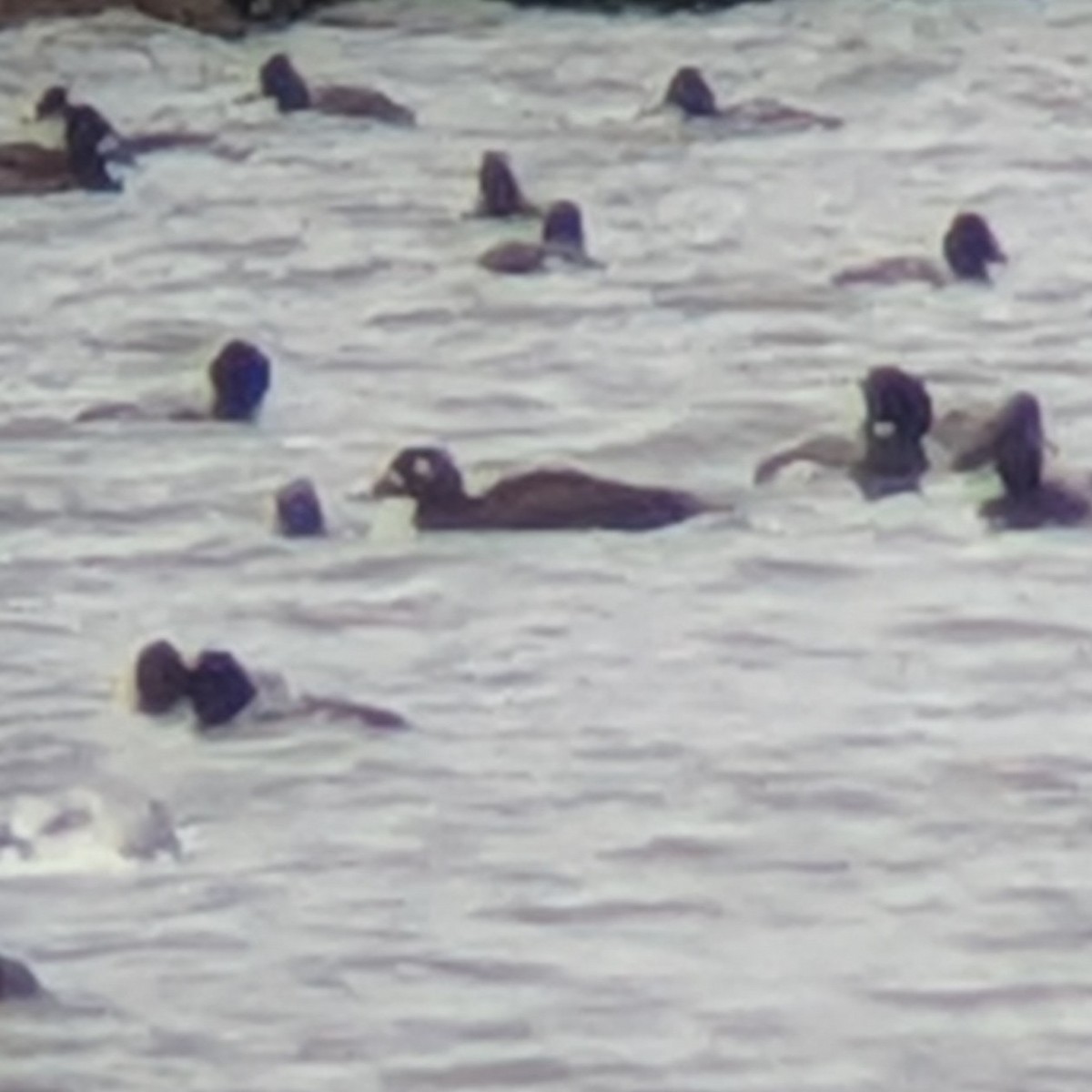 White-winged Scoter - ML645999859