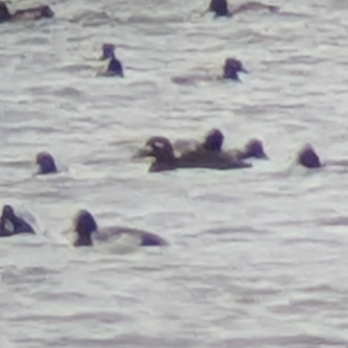 White-winged Scoter - ML645999860
