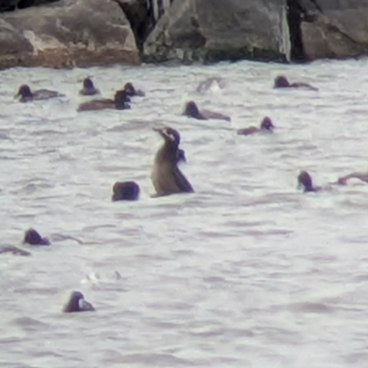 White-winged Scoter - ML645999861