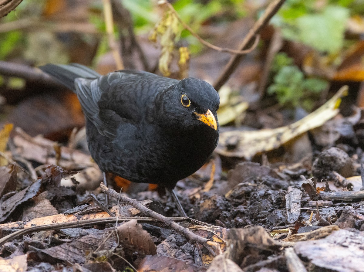 Eurasian Blackbird - ML645999862