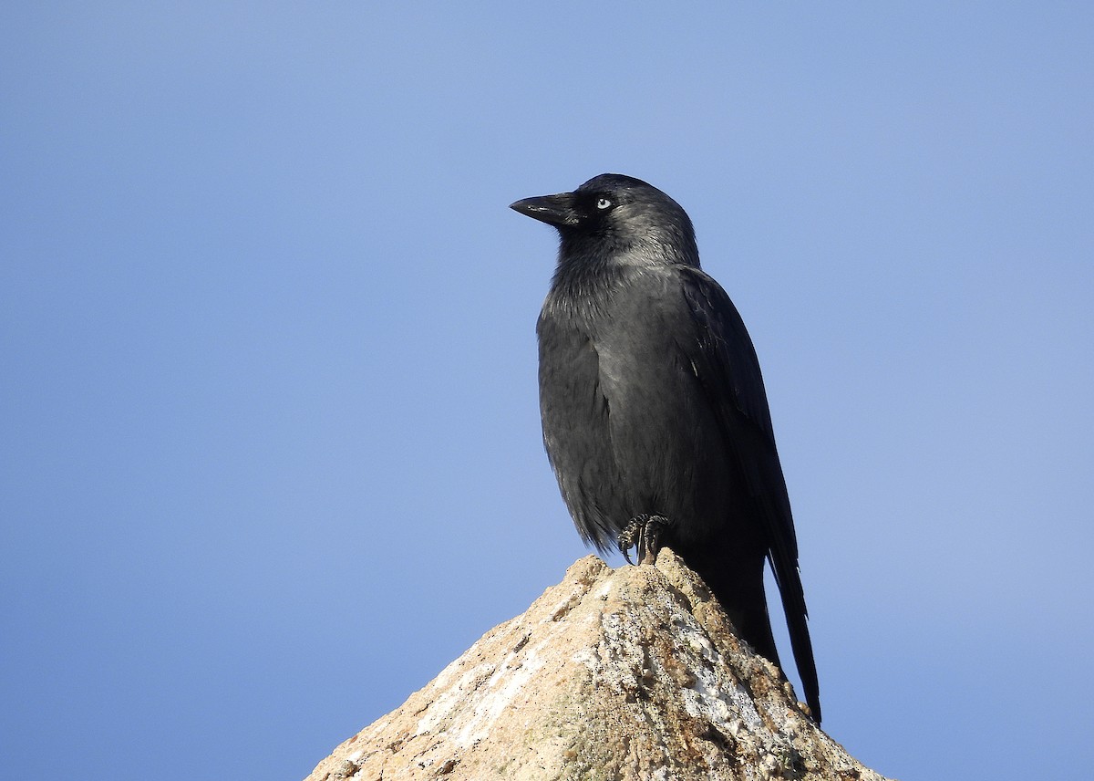 Харлаг хэрээ - ML645999863