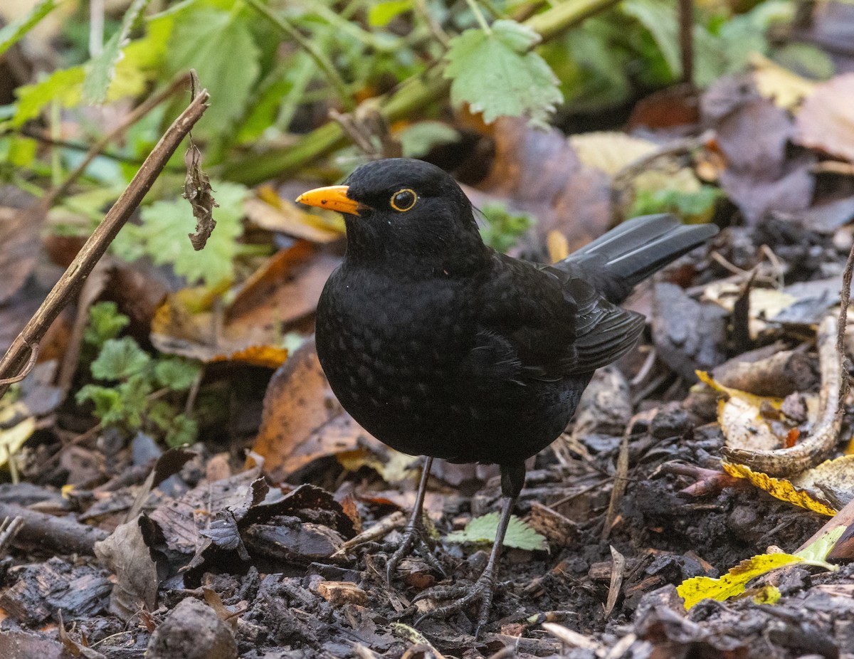 Eurasian Blackbird - ML645999865