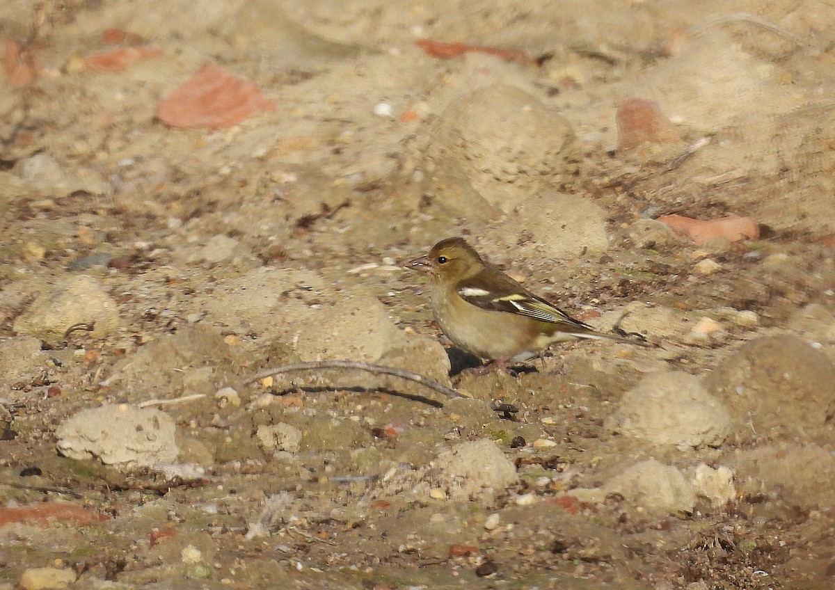 Дуулгат бужирга - ML645999879