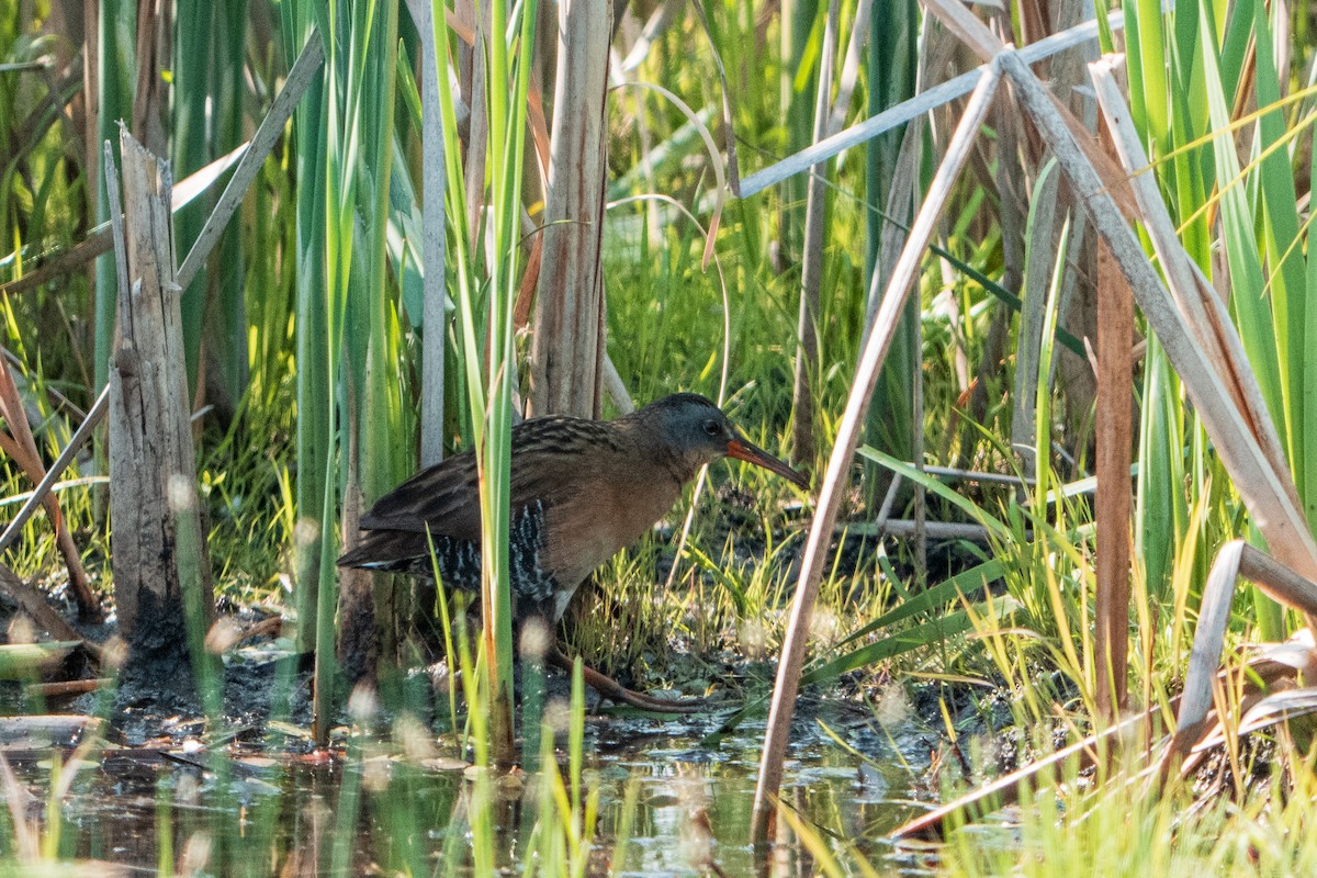Virginia Rail - ML645999881