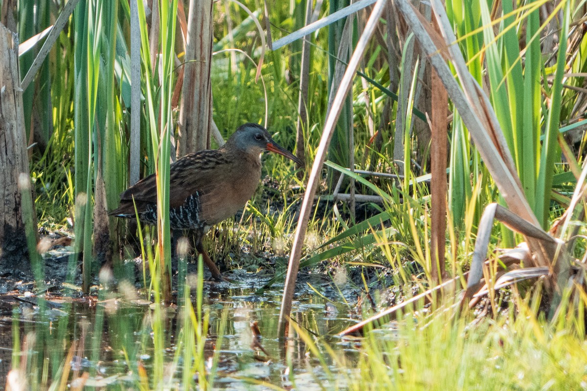 Virginia Rail - ML645999882