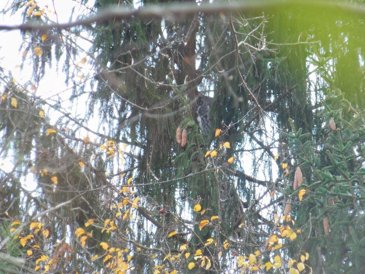 Great Horned Owl - ML645999884