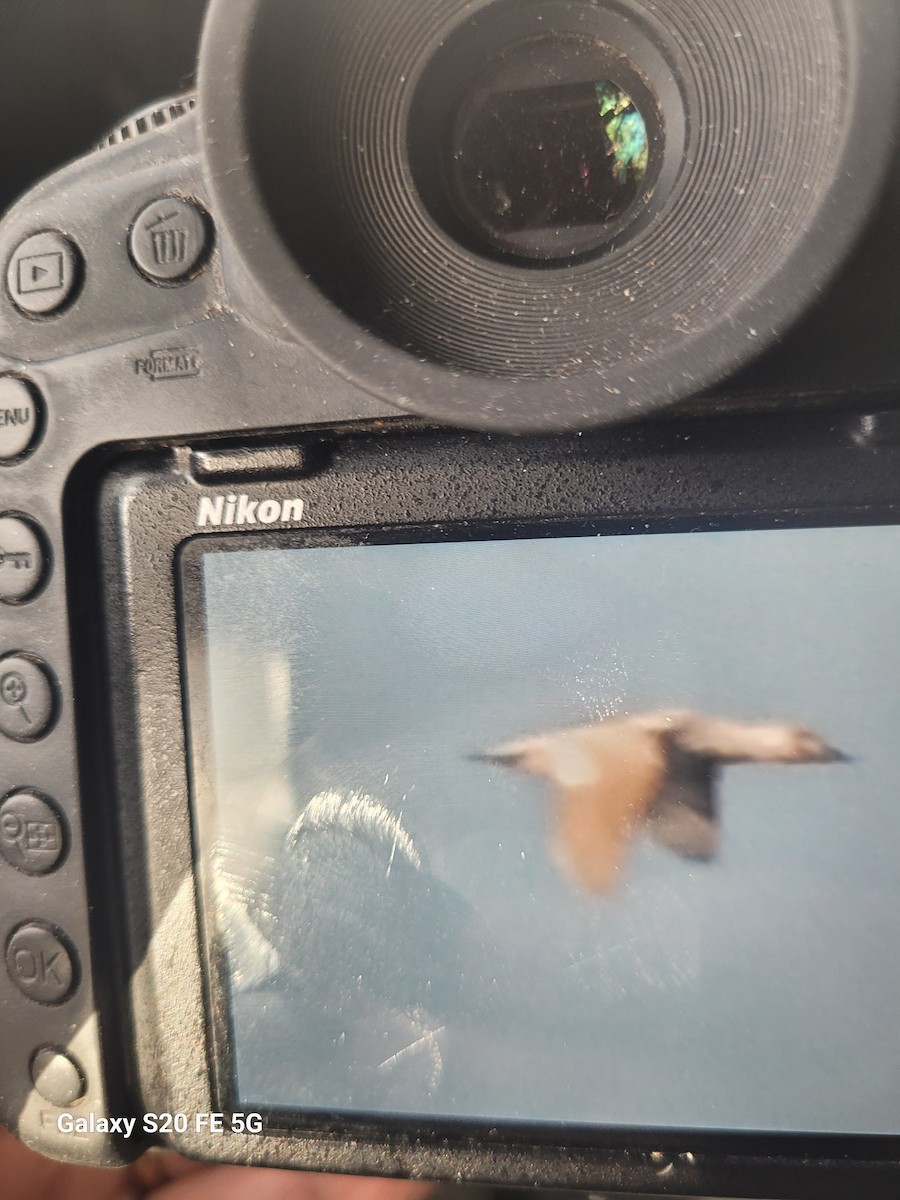 アメリカビロードキンクロ - ML645999885