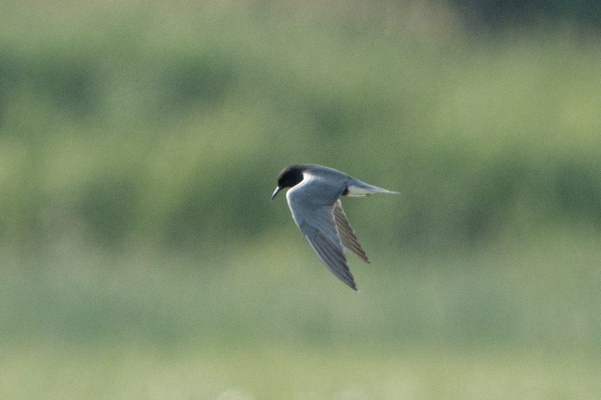 Black Tern - ML645999887