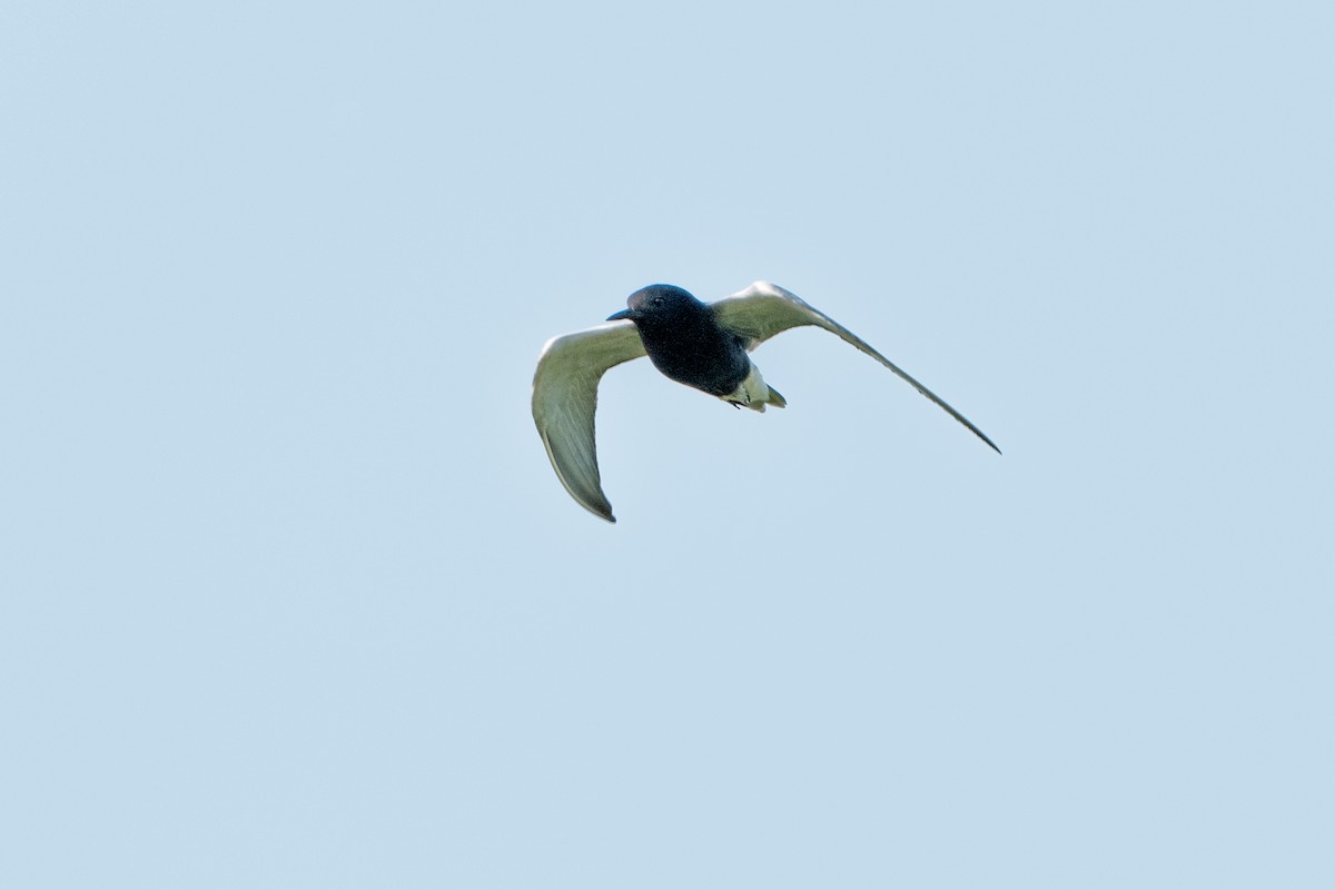 Black Tern - ML645999889