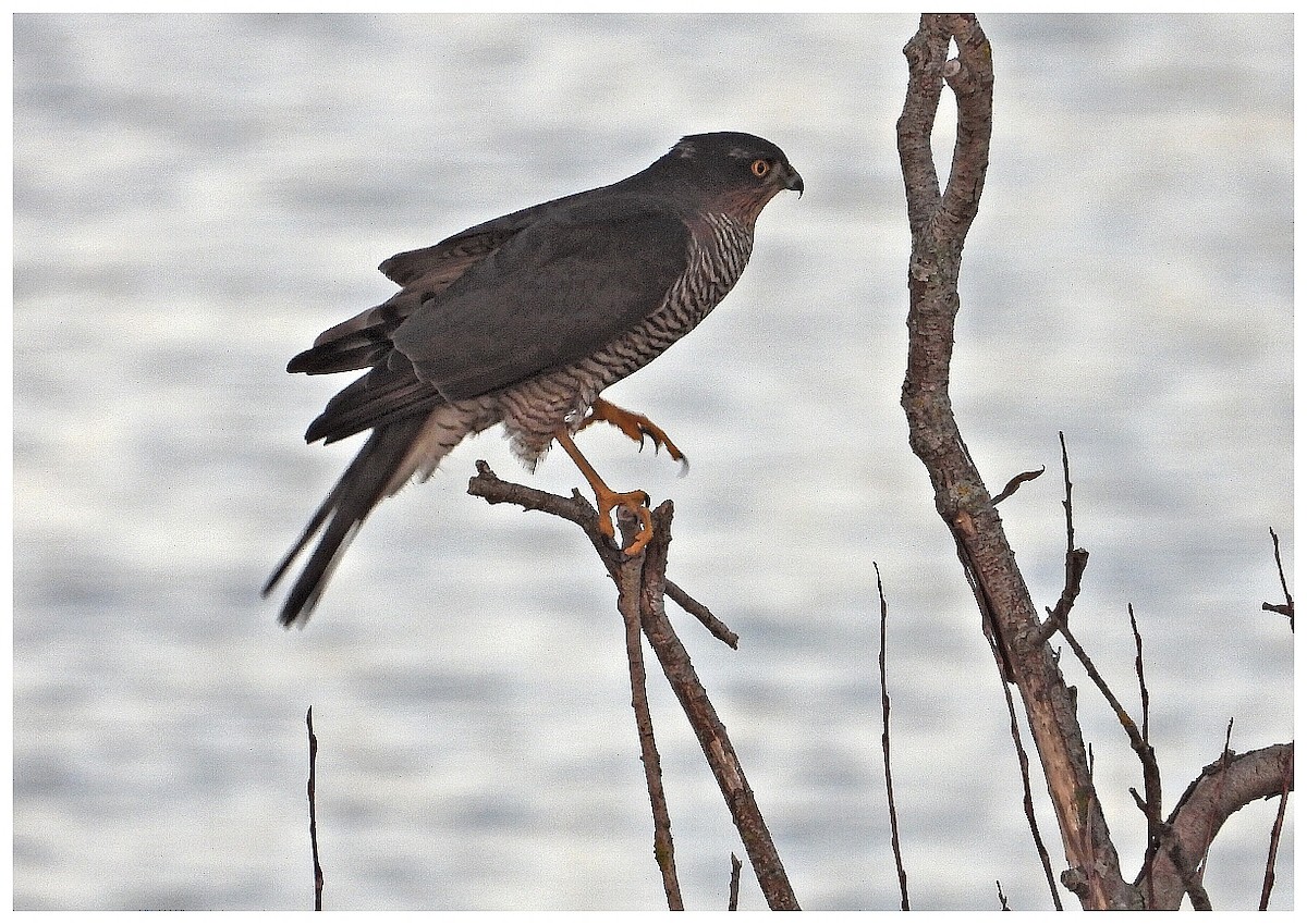 北雀鷹 - ML645999890