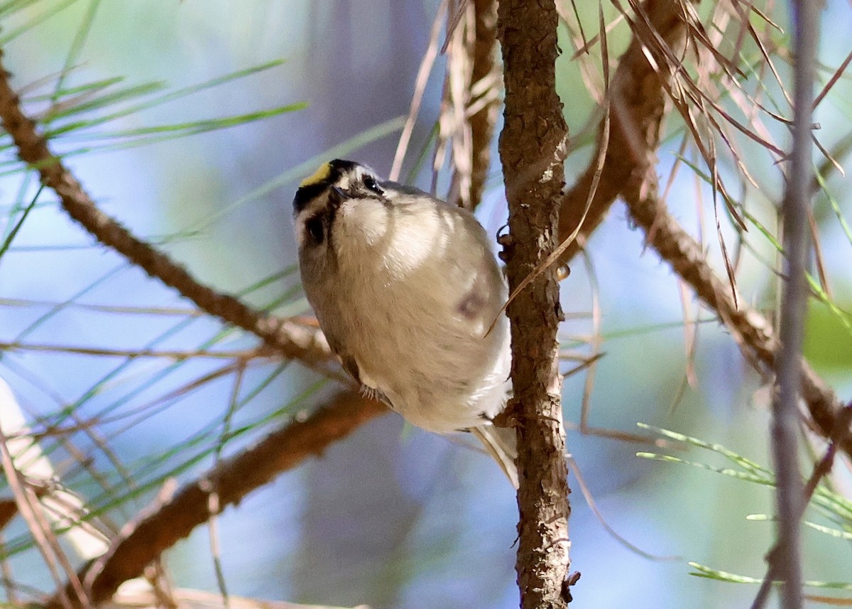 Golden-crowned Kinglet - ML645999891