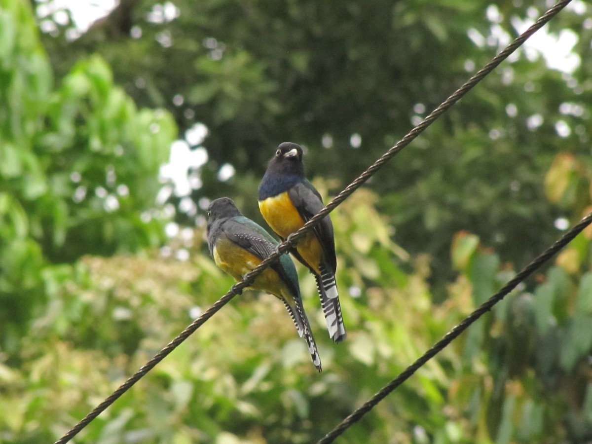 Gartered Violaceous Trogon - ML645999892