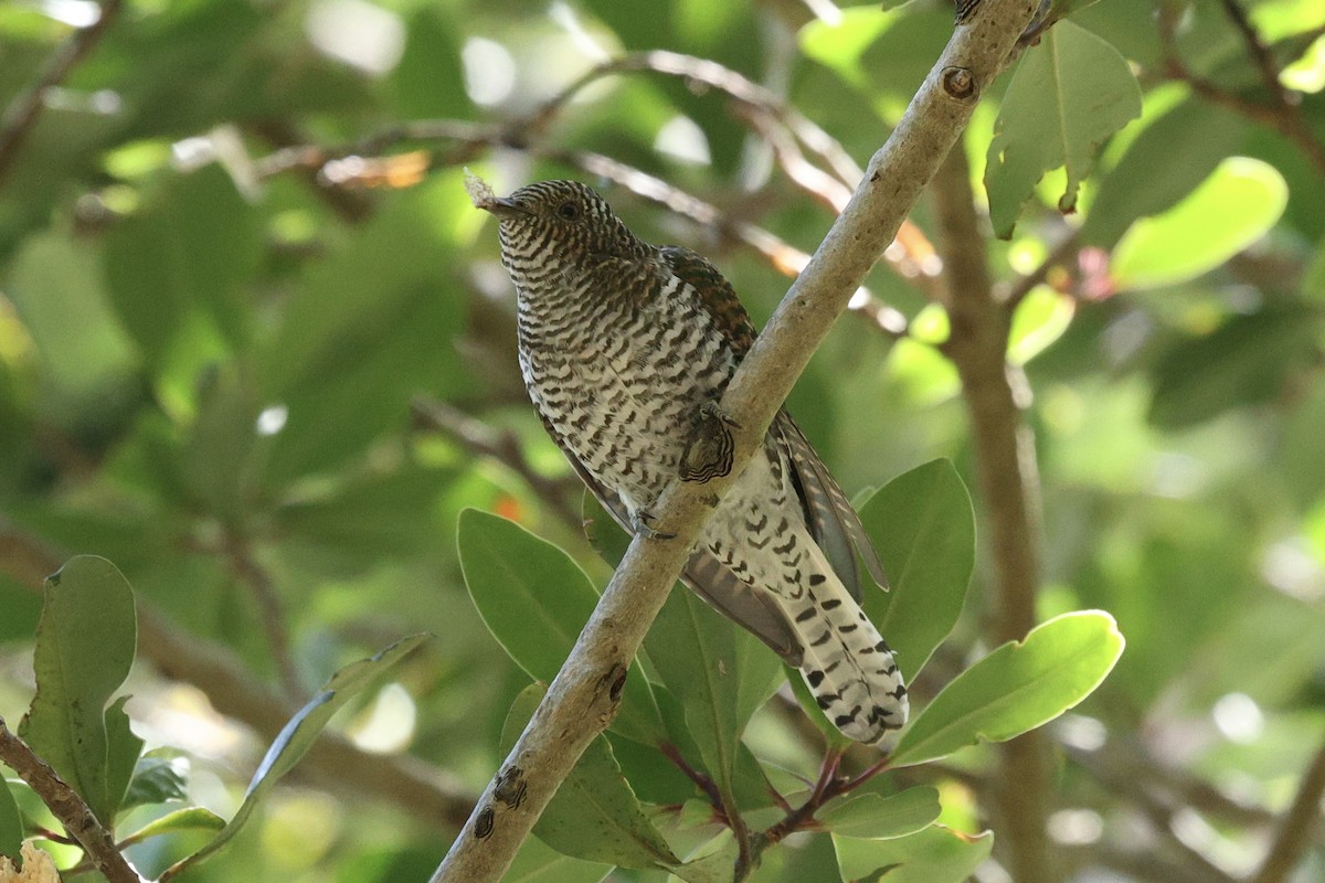 Klaas's Cuckoo - ML645999894